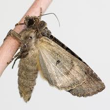 Attēlu rezultāti vaicājumam “Mamestra brassicae”