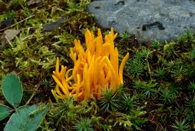 Attēlu rezultāti vaicājumam “Clavulinopsis helvola”