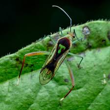 Attēlu rezultāti vaicājumam “Miridae”