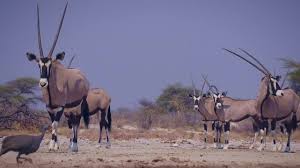 Attēlu rezultāti vaicājumam “Artiodactyla”