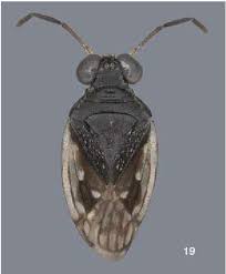 Attēlu rezultāti vaicājumam “Saldula saltatoria”