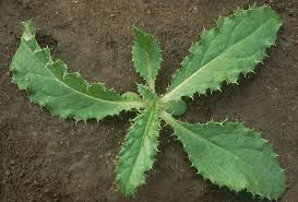 Attēlu rezultāti vaicājumam “Cirsium arvense leaf”