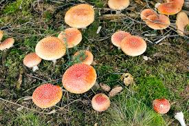 Attēlu rezultāti vaicājumam “Amanita muscaria”