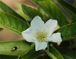 Attēlu rezultāti vaicājumam “Mespilus germanica”