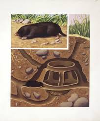 Attēlu rezultāti vaicājumam “Talpa europaea”