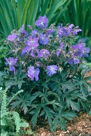 Attēlu rezultāti vaicājumam “Geranium pratense leaf”