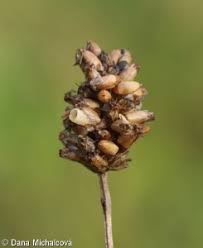Attēlu rezultāti vaicājumam “Plantago lanceolata fruit”