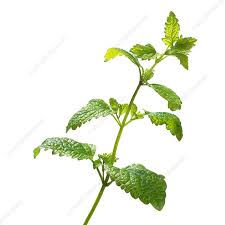 Attēlu rezultāti vaicājumam “Melissa officinalis leaf”