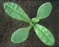 Attēlu rezultāti vaicājumam “Anchusa arvensis leaf”
