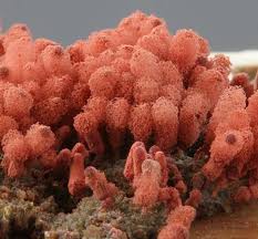 Attēlu rezultāti vaicājumam “Symphytocarpus flaccidus stalked”