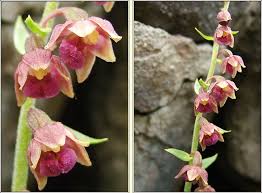 Attēlu rezultāti vaicājumam “Epipactis atrorubens”