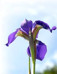 Image result for Iris
