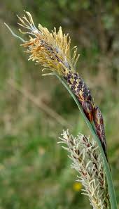 Attēlu rezultāti vaicājumam “Carex caryophyllea flower”