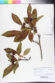 Attēlu rezultāti vaicājumam “Malus prunifolia fruit”