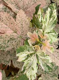 Attēlu rezultāti vaicājumam “Acer pseudoplatanus”