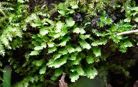 Attēlu rezultāti vaicājumam “Fissidens taxifolius sporophyte”