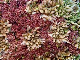 Attēlu rezultāti vaicājumam “Sphagnum austinii”