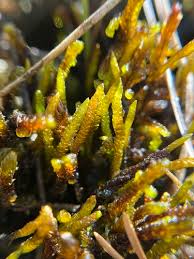 Attēlu rezultāti vaicājumam “Drepanocladus trifarius”