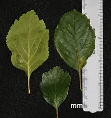 Attēlu rezultāti vaicājumam “Crataegus x macrocarpa leaf”