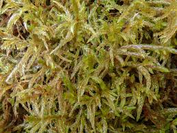 Attēlu rezultāti vaicājumam “Pleurozium schreberi sporophyte”