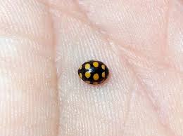 Attēlu rezultāti vaicājumam “Coccinula quatuordecimpustulata”