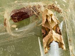 Attēlu rezultāti vaicājumam “Phlogophora meticulosa”