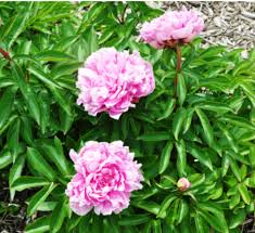 Attēlu rezultāti vaicājumam “Paeoniaceae”