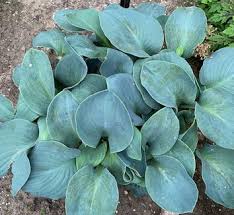 Image result for Hosta Warpaint