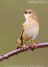 Image result for Locustella naevia