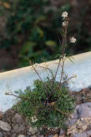 Attēlu rezultāti vaicājumam “Cardamine impatiens flower”