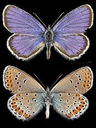 Attēlu rezultāti vaicājumam “Plebejus argus male”