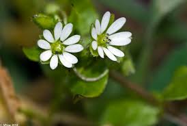 Attēlu rezultāti vaicājumam “Stellaria graminea”