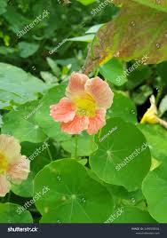 Image result for Tropaeolum minus