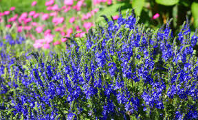 Attēlu rezultāti vaicājumam “Veronica austriaca subsp. teucrium”