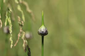 Attēlu rezultāti vaicājumam “Allium scorodoprasum bud”