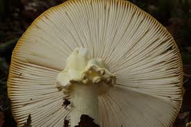 Image result for vliegenzwam