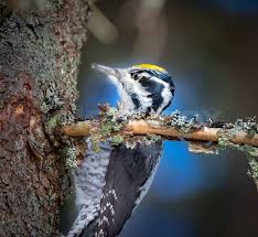 Attēlu rezultāti vaicājumam “Picoides tridactylus”