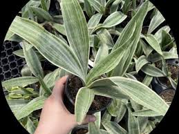 Attēlu rezultāti vaicājumam “Sedum pallidum bud”