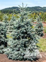 Attēlu rezultāti vaicājumam “Pseudotsuga menziesii”