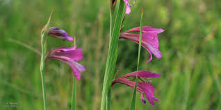 Attēlu rezultāti vaicājumam “Gladiolus imbricatus flower”