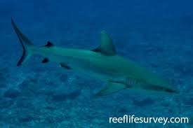 Image result for Carcharhinus perezii