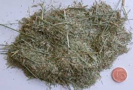 Attēlu rezultāti vaicājumam “Molinia caerulea fruit”