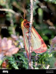 Attēlu rezultāti vaicājumam “Diacrisia sannio male”