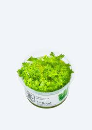 Attēlu rezultāti vaicājumam “Hottonia palustris leaf”