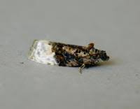 Attēlu rezultāti vaicājumam “Apotomis betuletana”