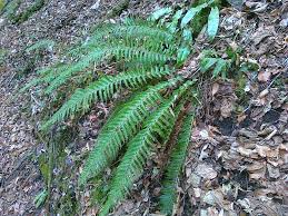 Attēlu rezultāti vaicājumam “Polystichum aculeatum”