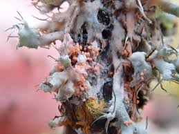 Attēlu rezultāti vaicājumam “Erythricium aurantiacum”