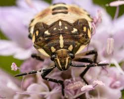 Attēlu rezultāti vaicājumam “Carpocoris sp. nymph”