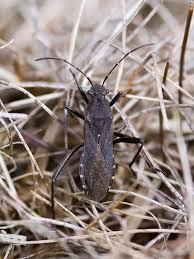 Attēlu rezultāti vaicājumam “Alydus calcaratus”