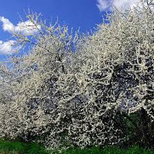 Attēlu rezultāti vaicājumam “Prunus spinosa”